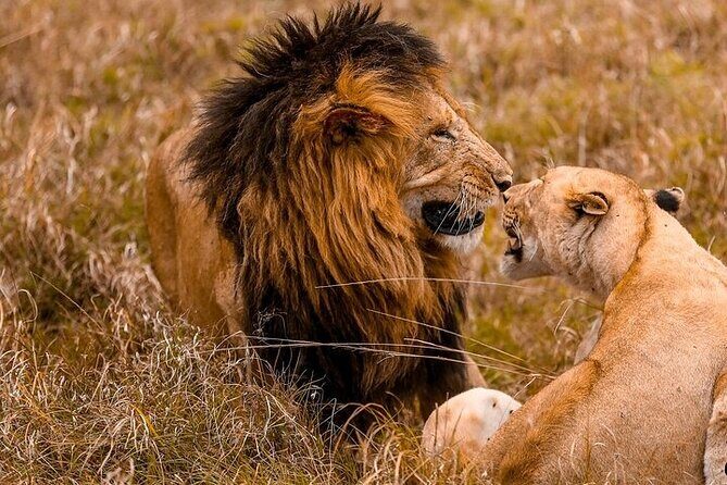 4 Days Masai Mara & Lake Nakuru Group Joining Safari - Getting from Nairobi into the Rift Valley rhythm