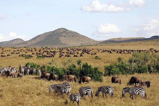4 Days Masai Mara & Lake Nakuru Lodge Safari - Day 3: toward Lake Nakuru with Naivasha en route and an optional boat hour