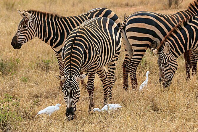 4 Days Masai Mara Nakuru - Lake Nakuru National Park: The Soda-Lake Stop That Adds Variety