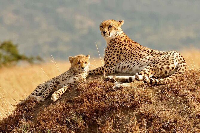 4 days masai mara Nakuru Joining safari - Accommodation style: tented camp and hotel night in one package
