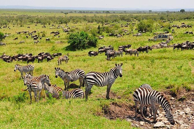 4 days masai mara Nakuru Joining safari - Day 2: A full Maasai Mara day, picnic lunch, and ENCHORO tented camp