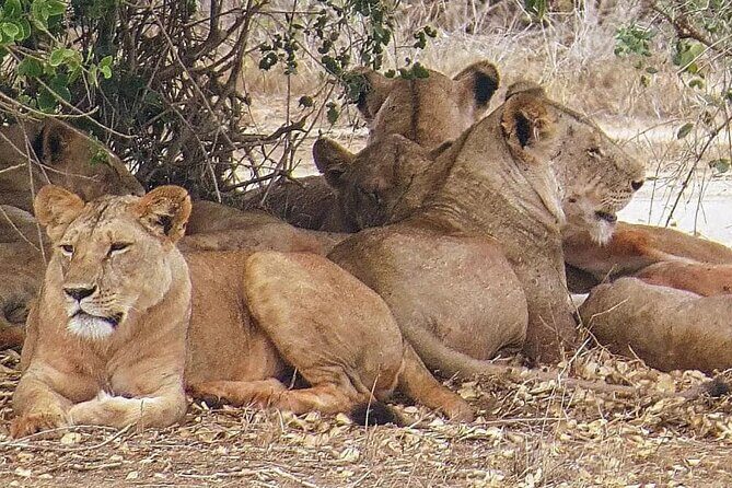 4 Days Mid Luxury Safari, Lake Nakuru and Masai Mara. - Key highlights you’ll care about