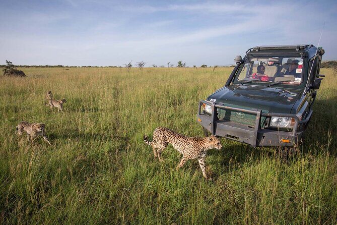 4 Days Mid Luxury Safari, Lake Nakuru and Masai Mara. - Day 1 from Nairobi to Lake Nakuru: flamingos and black rhinos
