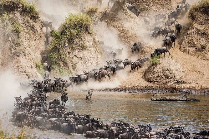 4 Days Mid Luxury Safari, Lake Nakuru and Masai Mara. - Day 3 in Masai Mara: morning and afternoon drives plus optional upgrades