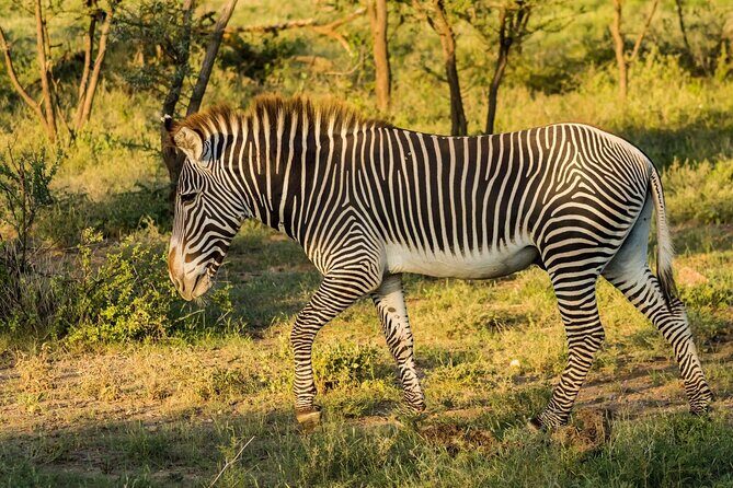 4 Days Mid Luxury Safari, Lake Nakuru and Masai Mara. - Day 4 back to Nairobi: a final morning, then drop-off