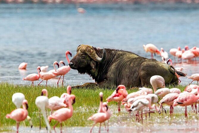 4 Days Mid Luxury Safari, Lake Nakuru and Masai Mara. - Day 2 into Masai Mara: check in, then hunt the Big Five