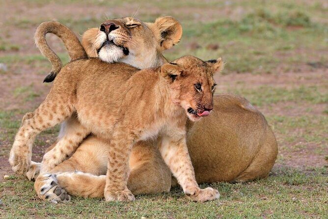 4 Days of Untamed Beauty: An Unforgettable Masai Mara Road Safari - Key highlights you’ll care about