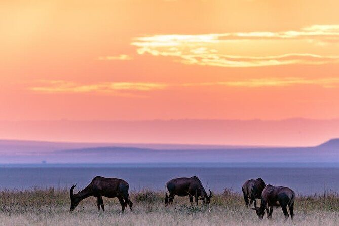 4 Days of Untamed Beauty: An Unforgettable Masai Mara Road Safari - Day 2: two drives, Big Five odds, and sunset viewing