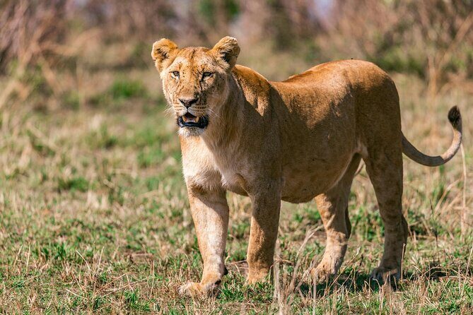 4 Days of Untamed Beauty: An Unforgettable Masai Mara Road Safari - Day 4: sunrise farewell, Nairobi return, and an optional Maasai village