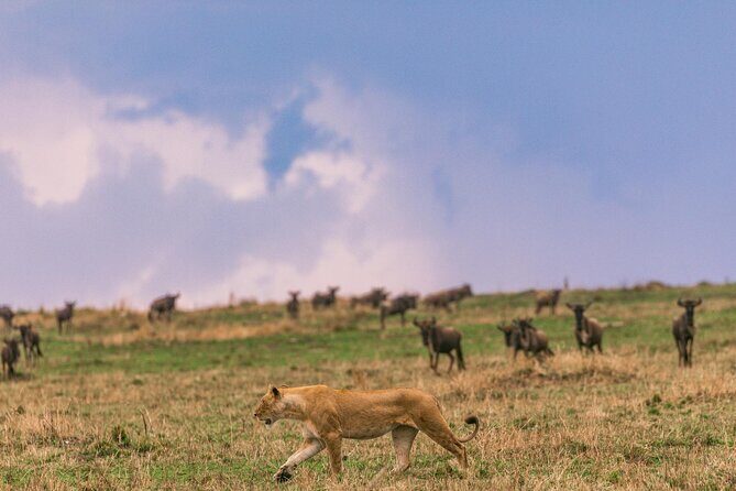 4 Days of Untamed Beauty: An Unforgettable Masai Mara Road Safari - Big Five chances and the Great Wildebeest Migration timing