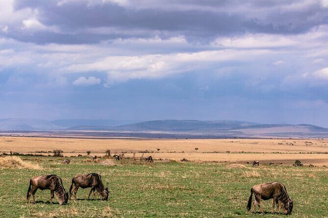 4 Days of Untamed Beauty: An Unforgettable Masai Mara Road Safari - Food, comfort, and the value of included meals