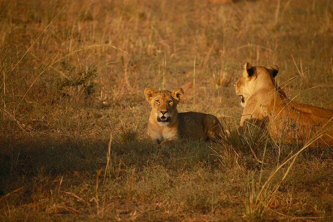 4 Days of Untamed Beauty: An Unforgettable Masai Mara Road Safari - Day 1: your first Mara game drive plus a picnic lunch