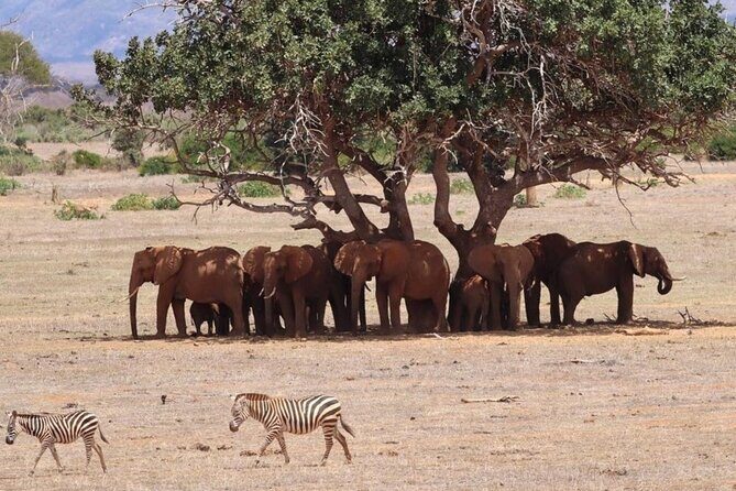 4 Days Private Safari Tour Tsavo and Amboseli from Nairobi - Tsavo East to Amboseli: the logic behind this 4-day route