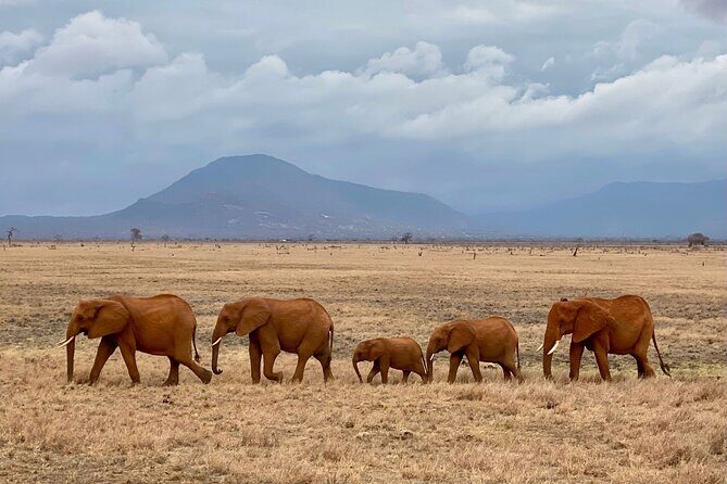 4 Days Private Safari Tour Tsavo and Amboseli from Nairobi - Day 2 Tsavo West: switching ecosystems plus a rhino sanctuary stop