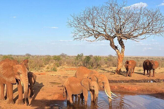 4 Days Private Safari Tour Tsavo and Amboseli from Nairobi - Price and value: is $1,450 per person worth it?
