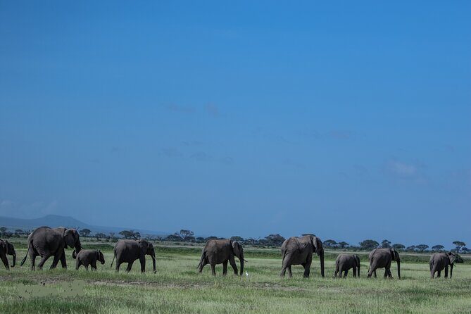4 Days Safari from Mombasa to Amboseli and Tsavo West and East - Day 4 at Mudanda Rock and a calmer run back to Mombasa