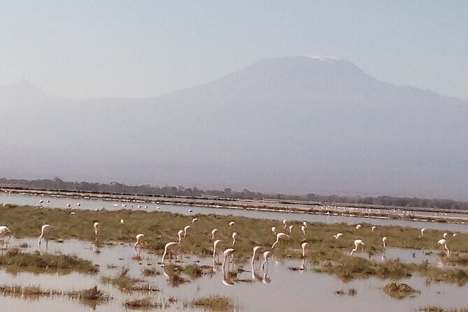 4 Days Safari to Amboseli N/P, Tsavo East N/P. - Key highlights you should care about