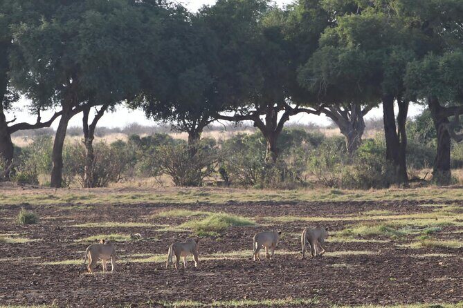 4 Days Safari to Amboseli N/P, Tsavo East N/P. - Day 3 and Day 4 in Tsavo East: sunrise, sunset, and staying flexible for action