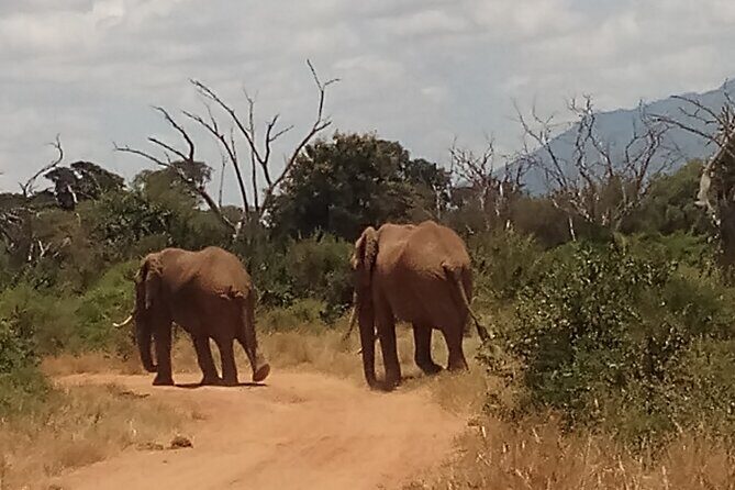 4 Days Safari to Amboseli N/P, Tsavo East N/P. - Nairobi to Amboseli: pickup, start time, and first-country vibes