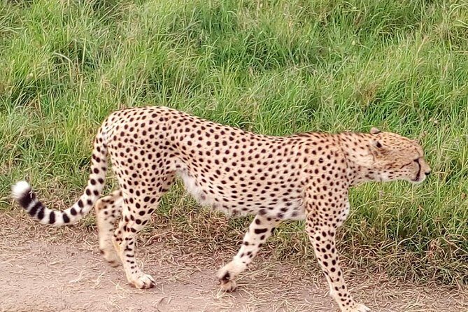 4-days safari: Tsavo east, west and Amboseli national parks - The 4-day rhythm: when the schedule feels smooth, and when it might not