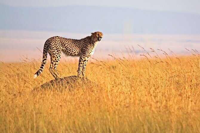 4 Days Tour Landcruiser in Masai Mara and Lake Nakuru - Nairobi Departure, Rift Valley Views, and Getting Into Mara