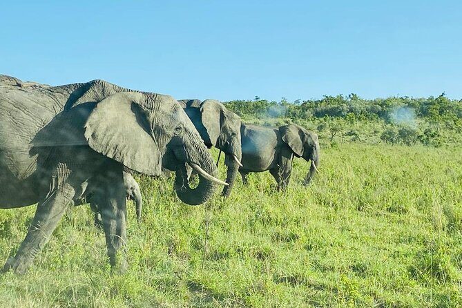 4 Days Tour Landcruiser in Masai Mara and Lake Nakuru - Optional Maasai Village Stop and the Drive to Lake Nakuru