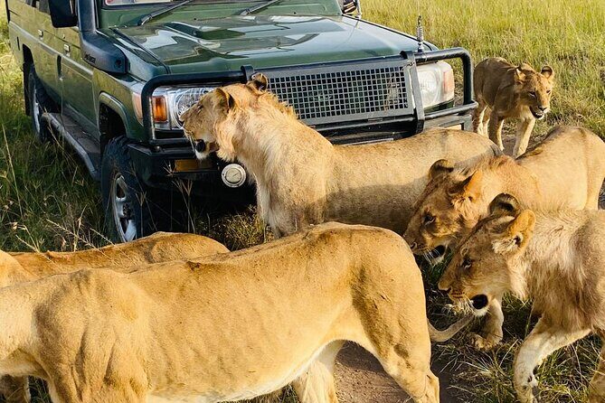 4 Days Tour Landcruiser in Masai Mara and Lake Nakuru - Lake Nakuru Flamingos: Pink Shoreline and Short, Focused Game Drives