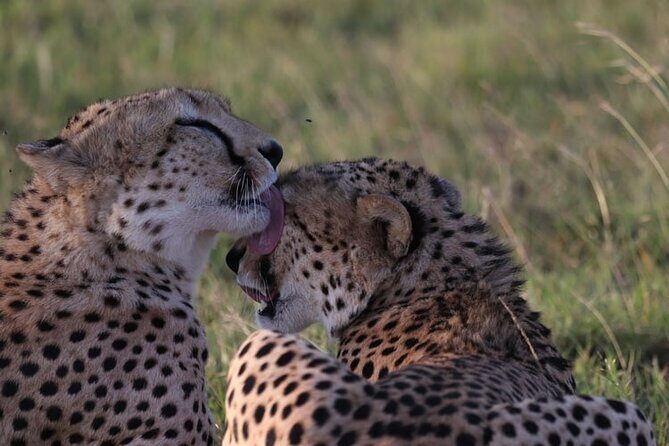 4 Days Tour Landcruiser in Masai Mara and Lake Nakuru - Comfort and Vehicle Details That Actually Matter