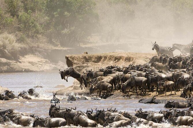 4 Days Tour Landcruiser in Masai Mara and Lake Nakuru - Day 2: Full Masai Mara Game Drive and the Mara River Moment