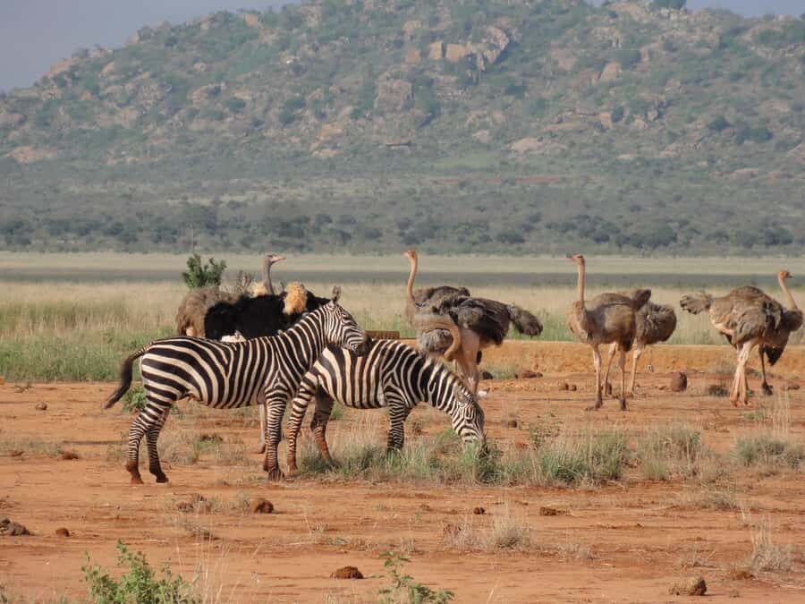 4 days Tsavo East, Amboseli and saltlick lodge safari - Amboseli arrival around 1:00 pm: Kilimanjaro views and an afternoon reset