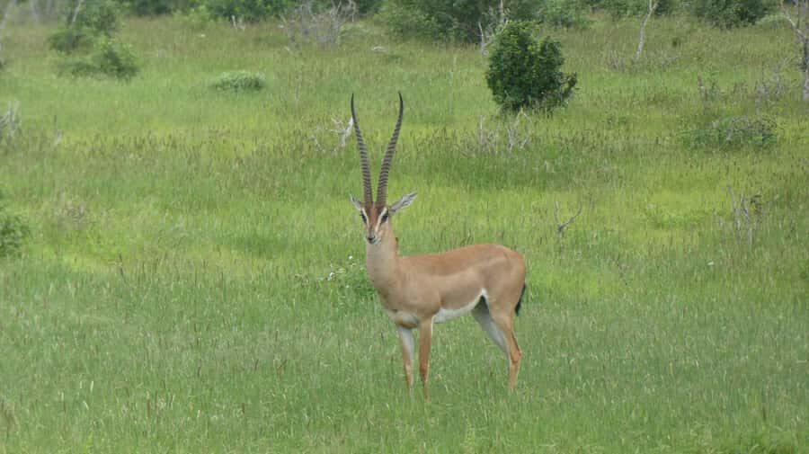 4 days Tsavo East, Amboseli and saltlick lodge safari - Amboseli morning drive before Taita Hills: cover more ground without burning out