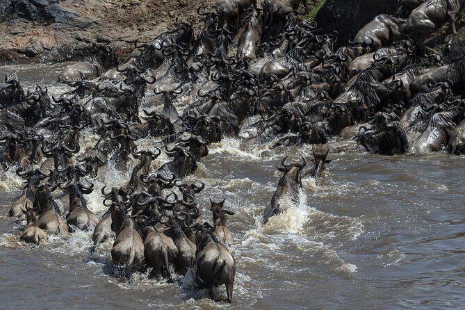4 Days wildebeest lake nakuru masai mara safari - A 6:00 am Start, Toyota Hiace Comfort, and Water on Every Drive