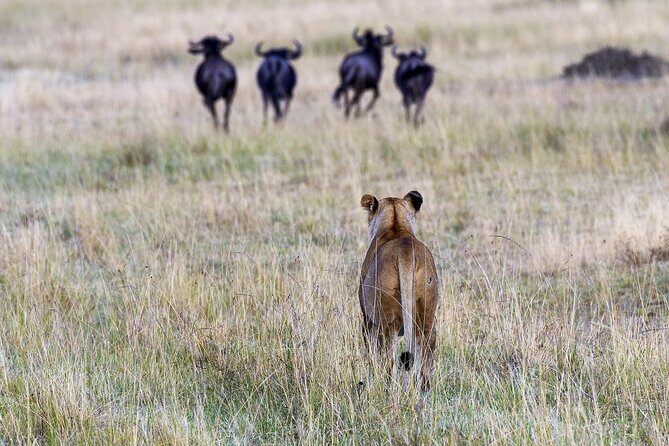 4 Days wildebeest lake nakuru masai mara safari - Day 3 Maasai Mara Full-Day: Best Odds for the Big Five