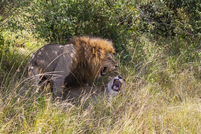 4 Days wildebeest lake nakuru masai mara safari - Day 4 Nairobi Finish: One Last Drive and a Real World Transition