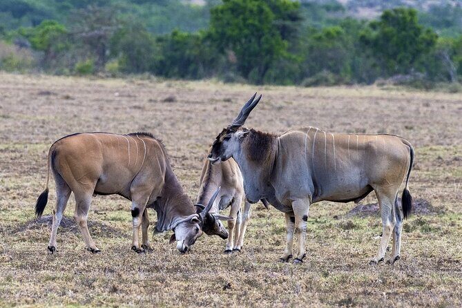 4 Days wildebeest lake nakuru masai mara safari - Day 1 Lake Nakuru: Flamingos, Pelicans, and Rhino Chances