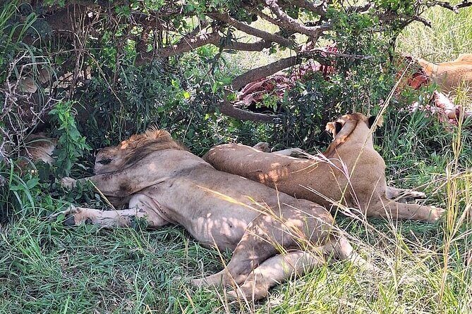 4day Maasai Mara, Lake Nakuru, and Lake Naivasha - Nairobi to Maasai Mara: starting with big views