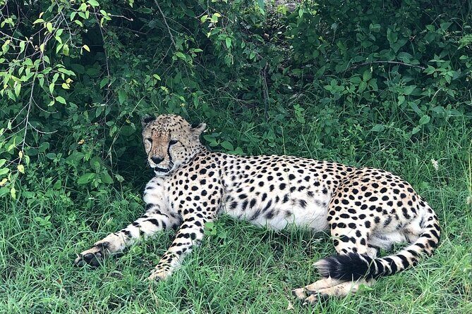 4day Maasai Mara, Lake Nakuru, and Lake Naivasha - Maasai Mara game drives: where the Big Five stories start