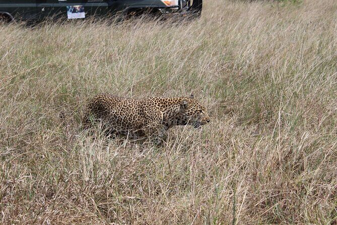 5-Day Private Tour in Kenya's Best Game Parks - How a Nairobi-to-Maasai Mara route keeps your safari time efficient