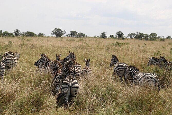5-Day Private Tour in Kenya's Best Game Parks - Day 2 at Lake Nakuru and the Baboon Cliff: flamingoes, rhinos, and quick action