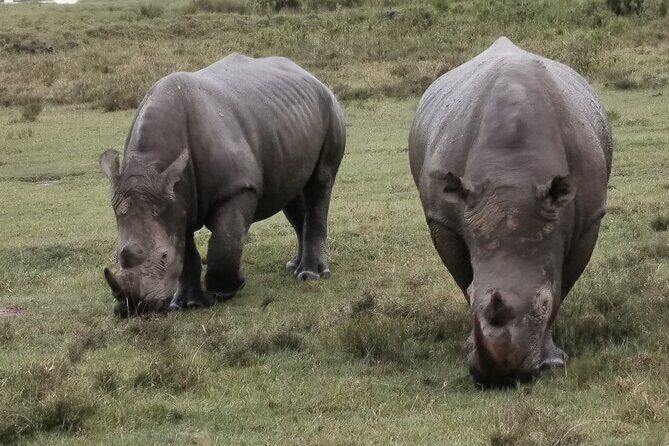 5-Day Safari in Maasai Mara, Lake Nakuru and Naivasha - Vehicle and guide details that affect sightings