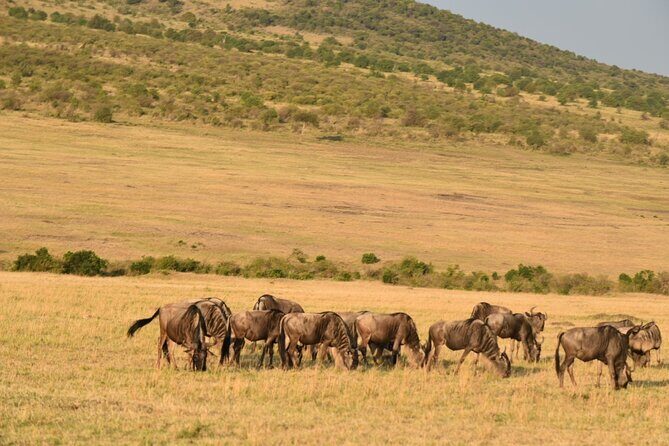 5-Day Safari in Maasai Mara, Lake Nakuru and Naivasha - Day 2: Full day in Maasai Mara for Big Five odds and migration timing