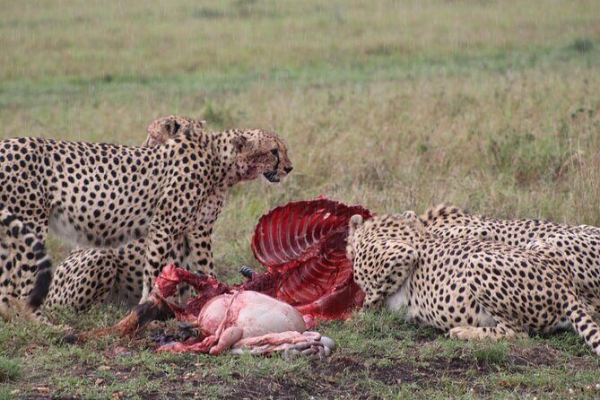 5-Day Safari in Maasai Mara, Lake Nakuru and Naivasha - Day 4: Naivasha morning rhinos, then a boat ride for hippos and birds