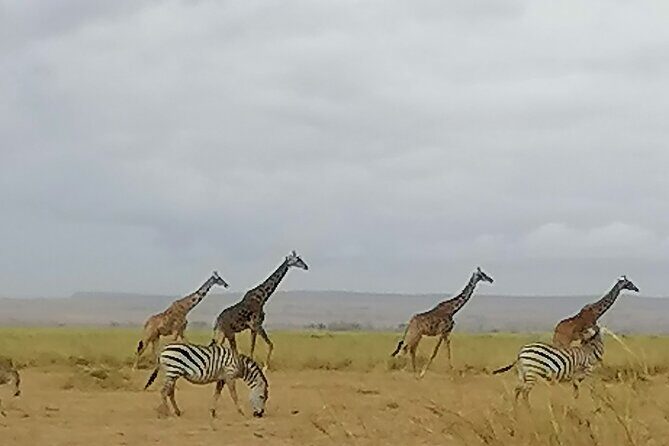 5-Day Safari in Maasai Mara, Lake Nakuru and Naivasha - Day 1: Maasai Mara arrival with a Rift Valley break and first game drive