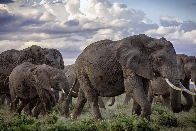 5-Day Safari Tour in 3 National Parks - From Diani Beach to Tsavo: the logistics you’ll actually feel