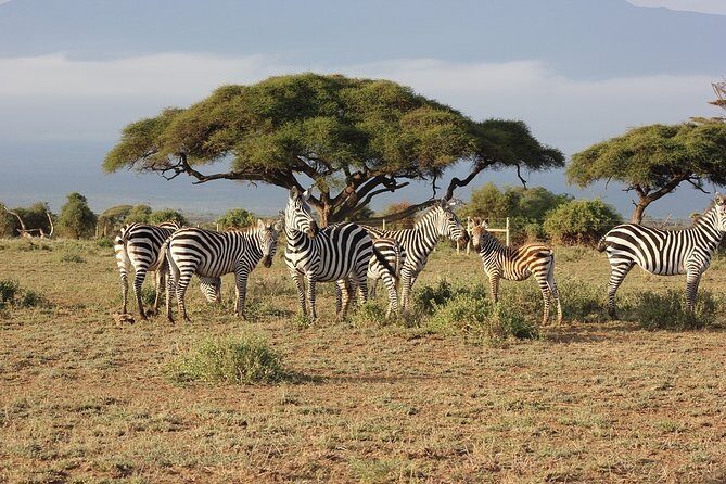 5 Days/4 Nights Kenya Safari - Day 2 in Maasai Mara: Full Game Viewing and a Mara River Lunch