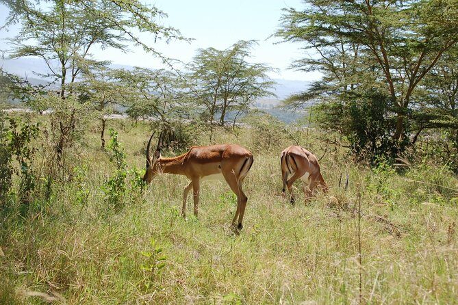 5 Days Best Of Kenya Safari - Key highlights to notice before you go