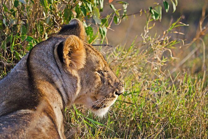 5 Days Best Of Kenya Safari - Lake Nakuru National Park: Flamingos and Rift Valley Views