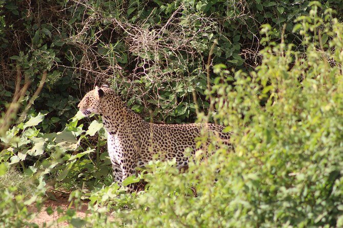 5 Days Best Of Kenya Safari - Your Final Morning Back in Nairobi (and Why Day Five Is Short)