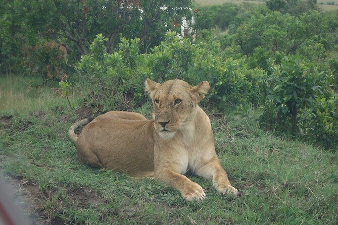 5 Days Budget Safari To Masai Mara, Lake Nakuru and Lake Naivasha - Key highlights you’ll care about