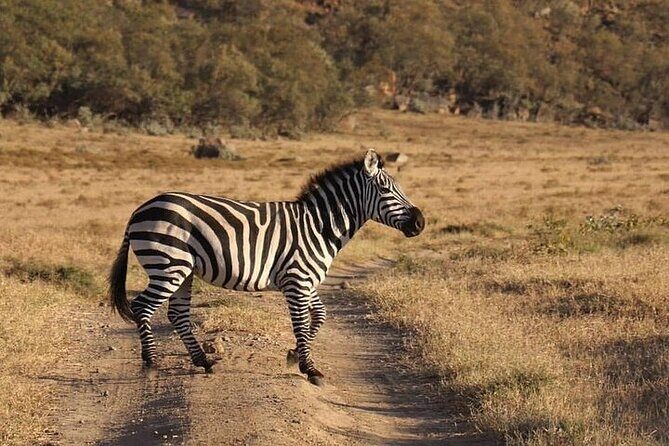 5 Days Budget Safari To Masai Mara, Lake Nakuru and Lake Naivasha - Day 2 in Masai Mara: Big Five Chances and a Full-Day Rhythm